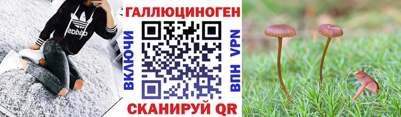 Псилоцибиновые грибы Psilocybine cubensis как найти закладки Зима